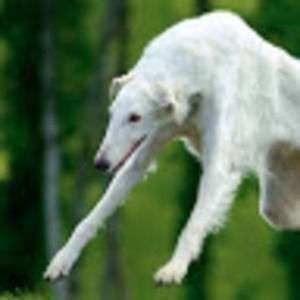 Meet your Posher, Destiny